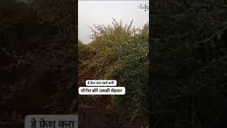 डे फ्रेश पोच मिळेल नितीन पांढरे मेहकर 7057514957