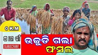 କବିସୂର୍ଯ୍ୟନଗର ଏ ବରିଡା ଗାଁରେ ଅଦିନିଅ। ବର୍ଷା ଛଡାଇ ନେଲା ବର୍ଷକର ସୁନାର ଫସଲ । ଚାଷୀ ଚିନ୍ତାରେ ।