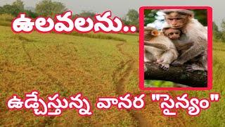 కల్లూరు పరిసర ప్రాంతంలో ఉలవల పంటను ఊడ్చేస్తున్న వానర సైన్యం.