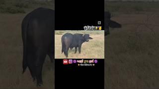 Kunjiyo Bull આઈ ક્રુપા ફાર્મ મોટા ભાડિયા માંડવી કચ્છ