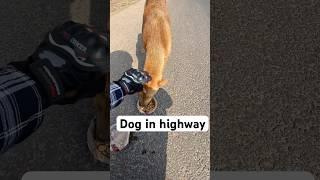 National highway se bach k rhna doggy😄😊