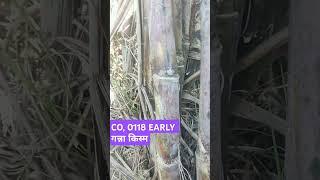 Co118 करनाल की गन्ना किस्म