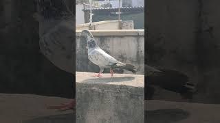 🕊️शो करो सहारनपुर कबूतर का🕊️ #pigeon #birds #beats #kite #