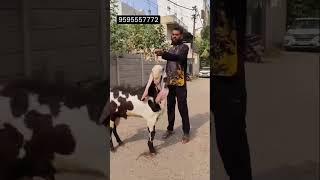 Top Quality Hyderabadi Breeder NTR Line Metro Goat Farm Aurangabad Imtiyaz bhai 9595557772