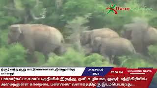 ஓசூர் வந்த ஆறு காட்டு யானைகள், இன்று எங்கு உள்ளது?  hosur elephant news