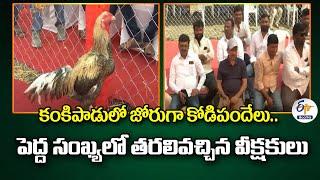 Cockfight Contests at Kankipadu | కంకిపాడులో జోరుగా కోడిపందేలు..పెద్ద సంఖ్యలో తరలివచ్చిన వీక్షకులు