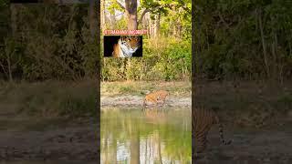 Jim Corbett National Park.