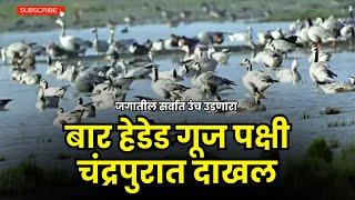 Bar-headed goose Bird in Chandrapur | जगातील सर्वात उंच उडणाऱ्या बार हेडेड गूज पक्षाचे आगमन