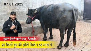 20 किलों दूध की झोटी सिर्फ 1.55 लाख में || GUJJAR DAIRY FARM SAI, BHIWANI