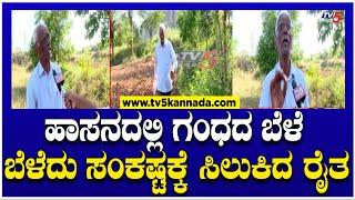 HASSAN FARMER CULTIVATING SANDALS: ಹಾಸನದಲ್ಲಿ ಗಂಧದ ಬೆಳೆ ಬೆಳೆದು ಸಂಕಷ್ಟಕ್ಕೆ ಸಿಲುಕಿದ ರೈತ..! Hassan