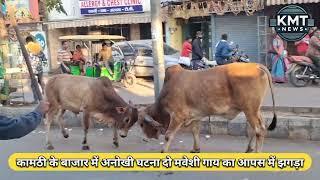 KMT NEWS: कामठी बाजार में मवेशियों का आपस में झगड़ा || एक अनोखी घटना || KAMPTEE || COW || MARKET||