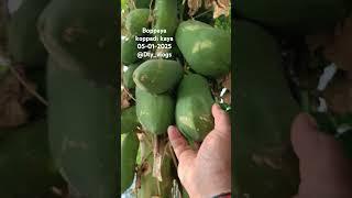 Boppaya koppadi Kaya today Raikal village màa tree #streetfood #farming #dty vlogs please subscribe