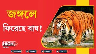 ROYAL BENGAL RETURN TO SUNDARBAN FROM KULTALI | জঙ্গলে ফিরেছে বাঘ! হাঁপ ছেড়ে বাঁচল কুলতলি