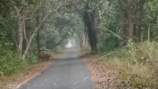 पीलीभीत टाईगर रिजर्व में टाईगर ने किया एक जानवर का शिकार live attack