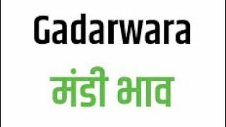 Gadarwara mandi ret.  11-11-2024.    गाडरवारा मण्डी भाव।