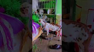 Arshiya goat farm Aurangabad Maharashtra