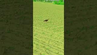 आदमपुर गांव के खेतों खलिहानों में यह कौनसा पक्षी है। हरयाली होने लगी है खेत में बारिश का इंतजार।