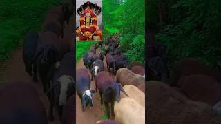 जय बाळुमामा बोला बाळुमामा नावाने चागभल बाळुमामा मेंढर #trending #youtubeshorts #बाळूमामा #video 🌸🌺🥹🙏