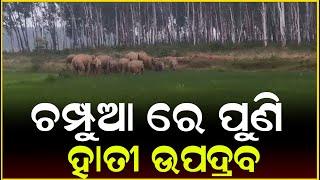 ଚମ୍ପୁଆ ରେ ପୁଣି ହାତୀ ଉପଦ୍ରବ || Anudhyan Tv