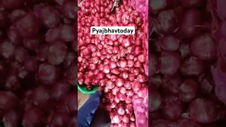 December 26, 2024 अलवर 🧅 प्याज के होलसेल भाव alwar onion market wholesale