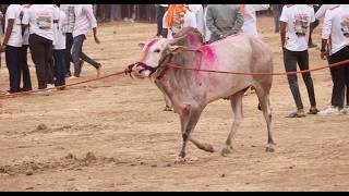 वाशिम नगरीमध्ये झालेला भव्य दिव्य असा शंकर पट Nand aikach bailgada sharyat