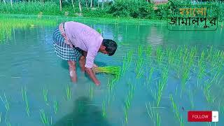 আমন ধান লাগানো  | ধান  | Hello Jamalpur