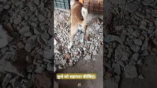 #कुत्ते को सहायता कीजिए।#Help the dog.