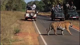 चंद्रपूर ताडोबा जंगल का शेर