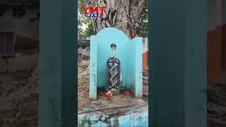 పెద్దపల్లి జిల్లా ఓదెలలో అద్భుత దృశ్యం - Snake | YMTNews