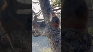 Monkey Lovers ❤️ Chintpurni Una Himachal Pradesh india 🇮🇳 Hptdc