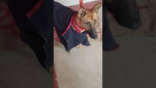 #dog  #shortvideo #like #डग # Comedy#dog #comedyvideo com