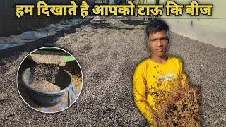 हम दिखाते है आपको टाऊ कि बीज जो कि मैनपाट मे बोई #mainpat  जाती है Sujitvlogs15