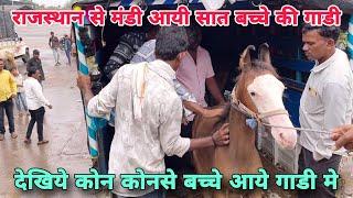 आज भी मंडी मे आये राजस्थान से 7 बच्चो की गाडी । येवला घोडा मंडी । सस्ते घोडो की मंडी