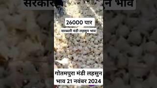 गोतमपुरा मंडी लहसुन भाव 21 नवंबर 2024