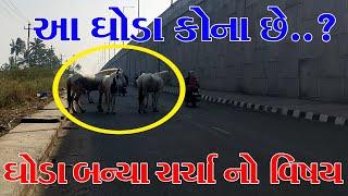 ઉના શહેર માં ઘોડા એ ફરી વખત ચર્સાનો વિષય બનાવ્યો Una || Ghoda || Girsomnath || DIU MIRROR NEWS