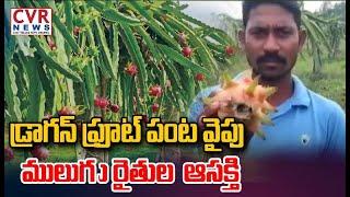 డ్రాగన్ ఫ్రూట్ పంట వైపు  ములుగు రైతుల ఆసక్తి | farmers Intrest in dragon fruit crop |  CVR News