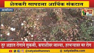 तुर अज्ञात रोगाने सुकली, कपाशीवर लाल्या, हरभऱ्यावर मर रोग  #akola akolanews