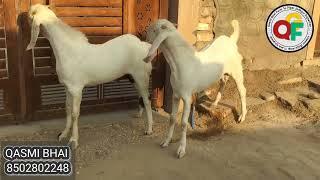 TOP QUALITY SOJAT MALE#SOJAT GOATS#FARMING#QASMI BHAI#QASMI GOAT FARM PIPAR