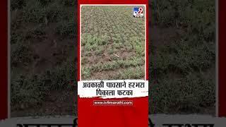 Jalgaon मध्ये अवकाळी पावसामुळे हरभरा पिकाचं नुकसान| tv9 Marathi