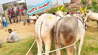 ఆదోని ఎద్దుల సంతలో దేశపు సీమ ఎద్దుల రేట్లు//dheshiya Seema bull's vide ||  Adoni Market video's