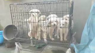 Culture Spitz puppy for sale all assam delivery available (COD Possible) Bongaigaon assam 9101154166