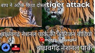 बांधवगढ़ नेशनल पार्क।। Bandhavgarh national park।। 🐯 tiger aatack