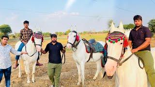 jaipur horse riding// जयपुर मे एक से एक राईङीग की सबसे शानदार घोङिया//