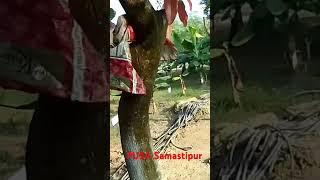 PUSA Samastipur Banana orchard