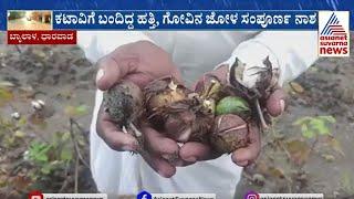 ಕಟಾವಿಗೆ ಬಂದಿದ್ದ ಹತ್ತಿ, ಗೋವಿನ ಜೋಳ ಸಂಪೂರ್ಣ ನಾಶ | Dharwad Rain Effect | Suvarna News