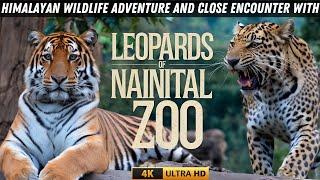 Close ENCOUNTER with LEOPARDS at Nainital Zoo | Himalayan Wildlife : नैनीताल चिड़ियाघर के तेंदुए