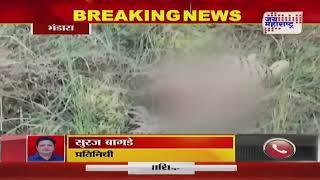 Tigress Killed In Bhandara | पट्टेदार वाघिणीची शिकार करत चार तुकडे जंगलात फेकले | Marathi News