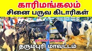 காரிமங்கலம் சினை பருவ கிடாரிகள் 🥰 தரமான கன்றுகள் விற்பனை தருமபுரி மாவட்டம்