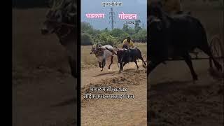 मुंढावरे येथील गायकवाड यांचा गोल्डन आणि धडकन #shots #ytshots #मावळ माती