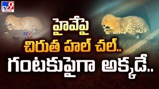 హైవే పై చిరుత హల్ చల్..గంటకుపైగా అక్కడే.. | Cheetah Hulchul in Kamareddy - TV9